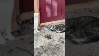 Download lagu @disco.biscuits72 Coward at heart ❤️ #cat #catlovers 😲 mp3 Download lagu @disco.biscuits72 Coward at heart ❤️ #cat #catlovers 😲 mp3