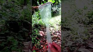 Download lagu menangkap burung pake plastik Ngebolang #2 #bolang #menangkapburung #Shorts mp3