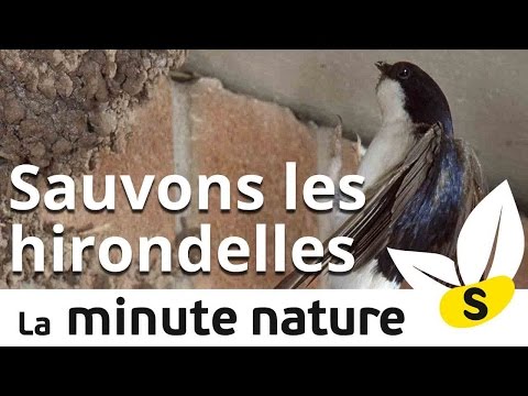 Ep. 13. : AIDONS LES HIRONDELLES