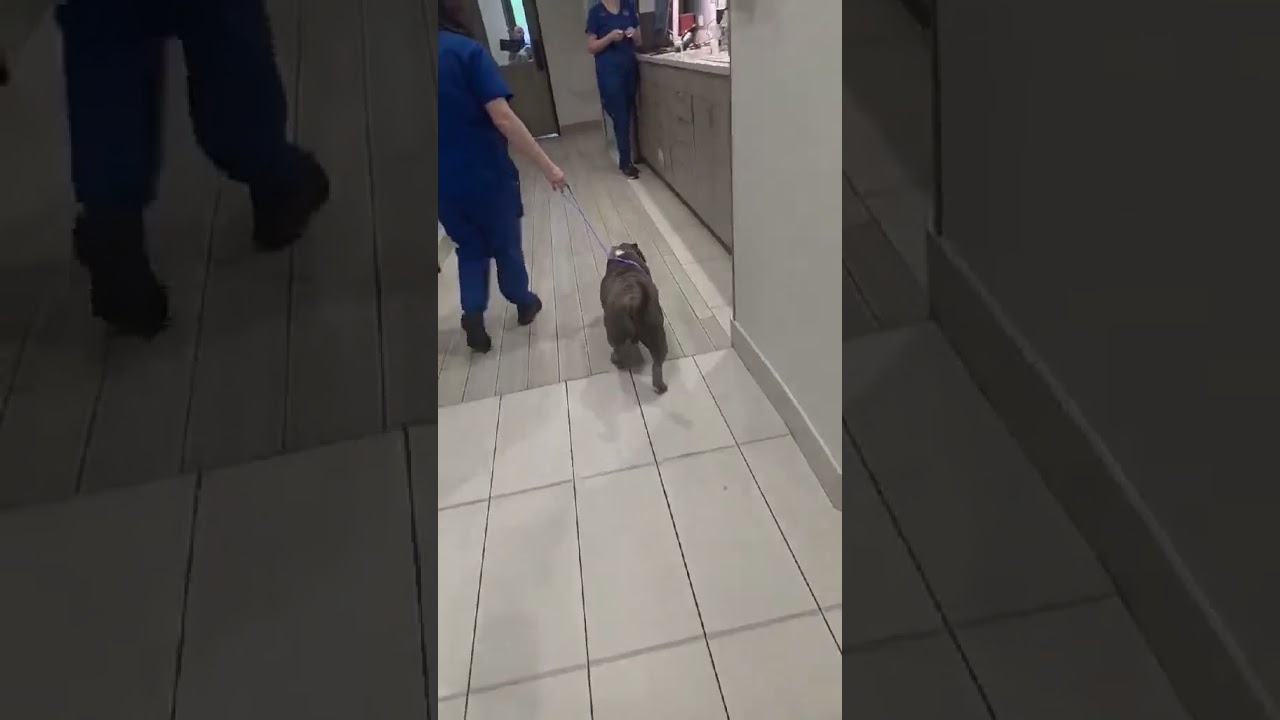 Sumo video