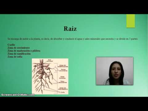 Quali sintomi dinfezione a vermi Batta a macchina parassiti roundworms della persona