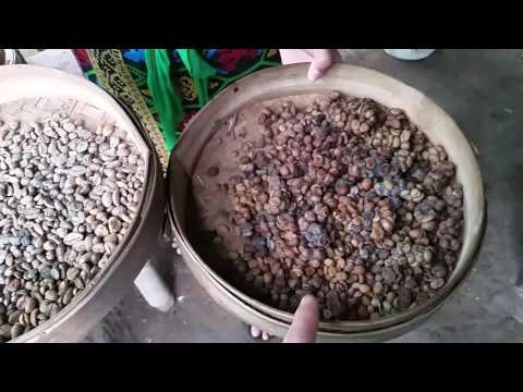 How to Make Civet Cat Poop Luwak Coffee Bali, Indonesia