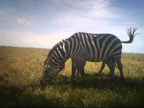 Zebra