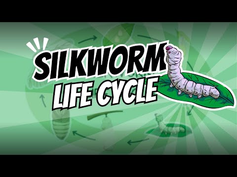 The life cycle of silkworm 🐛✨