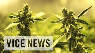 Inside America's Billion-Dollar Weed Business: The Grass is Greener