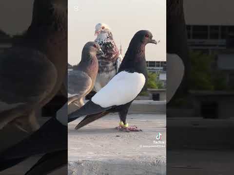 SubhanAllah 🫀❤️#viralshort #pigeon #vilogpigeon #likeandsubscribe #youtubeshorts #trendingshorts #