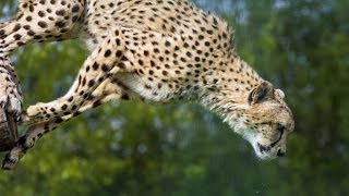 Animals have Mercy - MUST SEE!