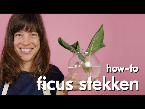 , title : 'Ficus stekken'