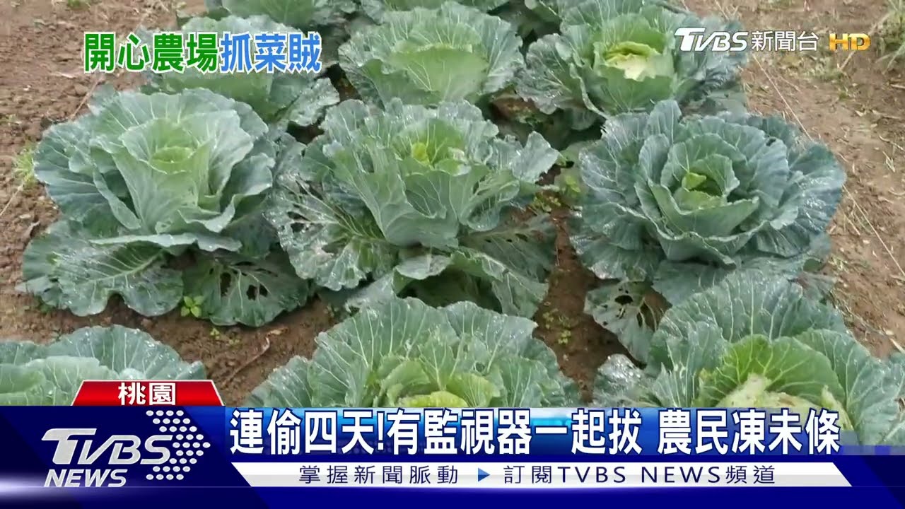 菜被拔光!上千坪農民農場 逾20人被偷