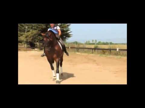 Jarrito  17.2H Bay P.R.E. Stallion for Sale in Spain