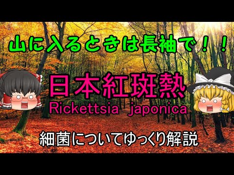 イグネによる紅斑