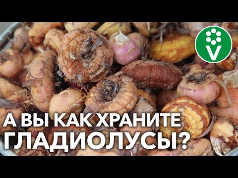 НИ ОДНА КЛУБНЕЛУКОВИЦА НЕ ПРОПАДЕТ! Все гладиолусы сохранятся при ТАКОМ способе уборки и хранения!