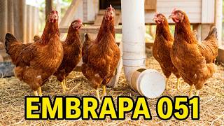 Uma das Melhores Raças de Galinhas Poedeiras - (Parte 60)