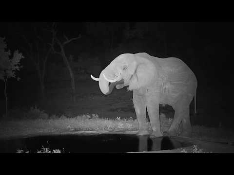 Djuma: Lone Elephant getting drink at the pan - 00:30 - 12/22/19
