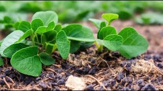 11 Steps to Get Rid of Clover Mites: Home & Lawn Treatment