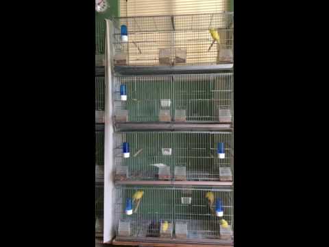 Master Singing Strong Again After The Molt