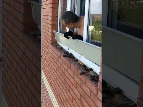 Homeowner Finds A TON of Baby Bats!