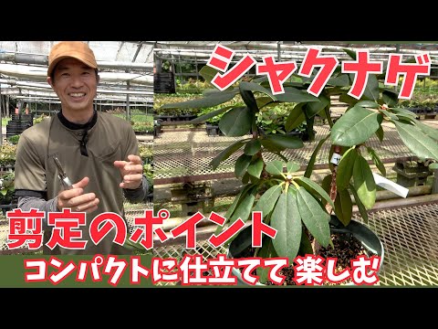 シャクナゲの水やり ツツジの水やりの頻度 やり方