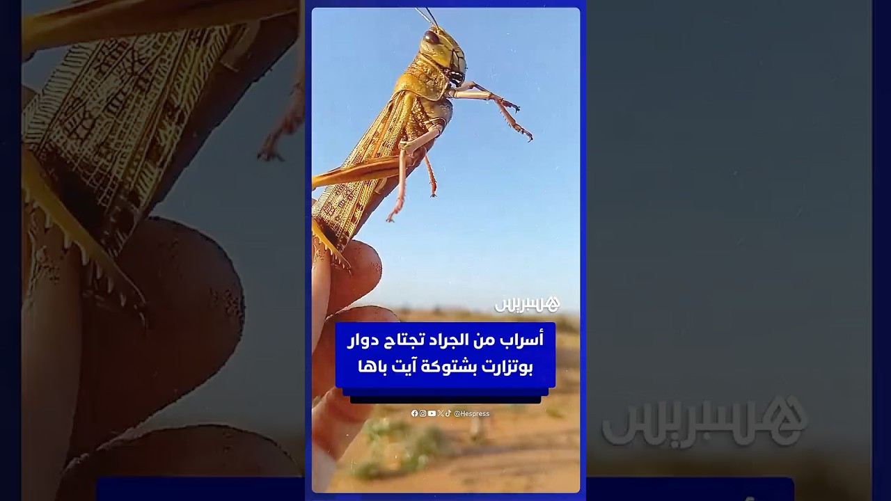 أسراب من الجراد تجتاح دوار بوتزارت في إقليم شتوكة آيت باها بجهة سوس ماسة thumbnail