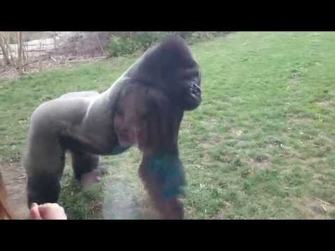 Silverback Gorilla goes mad and breaks glass
