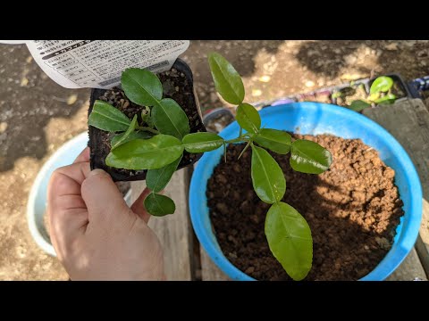コブミカン 植物