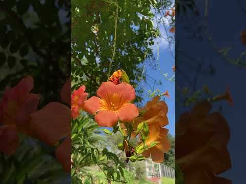 夏の間ずっと咲く多年生植物の選択を容易にする短いリストを参照してください。シンプルで色鮮やかな9種類の美しさ！  庭園