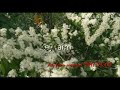 Rain Forest Plum Key Farm 9847321500