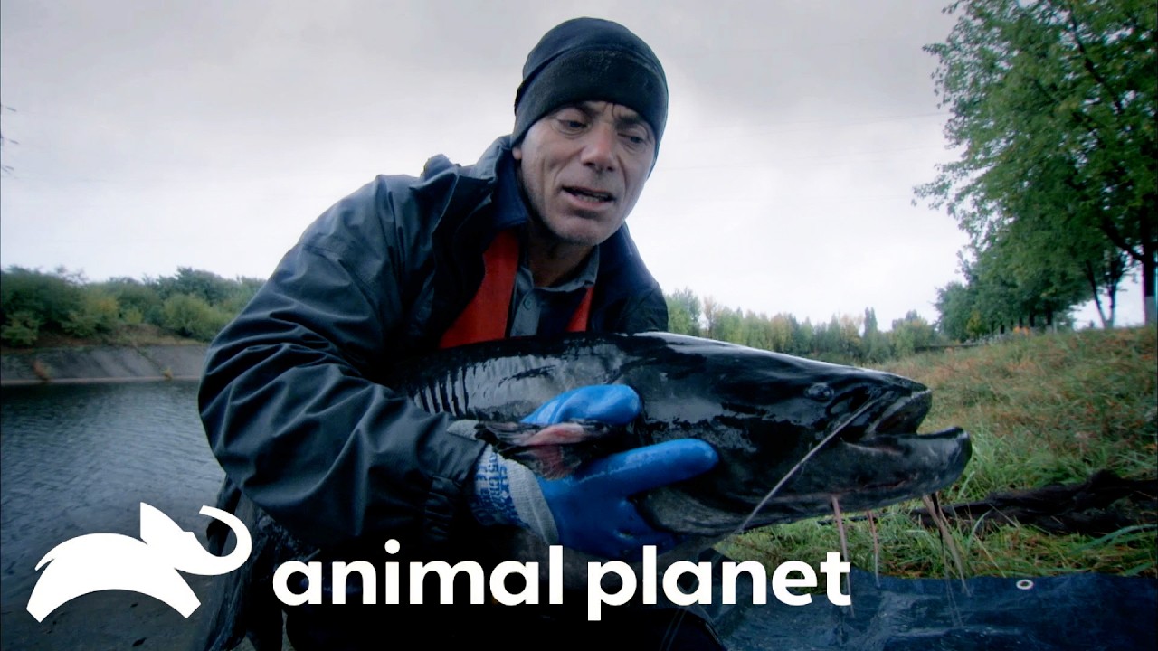 Jeremy Wade Fishes in the HEART of Chernobyl! | River Monsters | Animal Planet