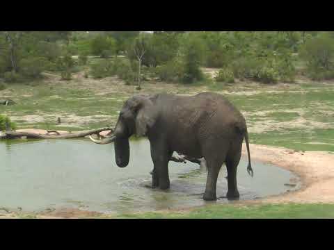 Djuma: Lone Elephant comes for a cool drink  - 12:40 - 12/23/18