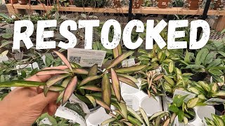 LOWER prices| NEW stock| New Hoya | Plant Shopping Parkway Garden Centre