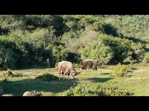 Nyala antelope performing a lateral display | Kariega Game Reserve