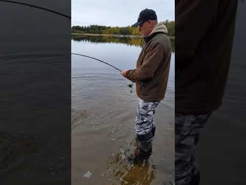 Hauki 6.10.2019 Merikarvia