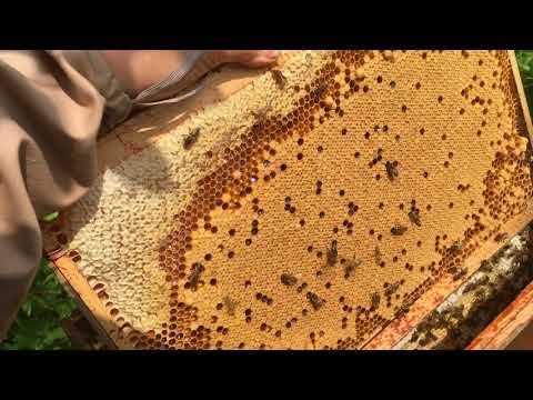 The Cell Builder "Explained"