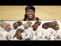 Cleaning Giving Collars To My 12 Puppies