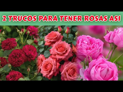 How to care for your roses so they bloom ALL YEAR ROUND