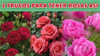 Cómo cuidar tus rosas para que florezcan TODO EL AÑO