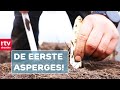 Eerste asperges zijn weer geoogst, onderzoek naar Rekenkamers & hoe word je een imker? | Drenthe Nu