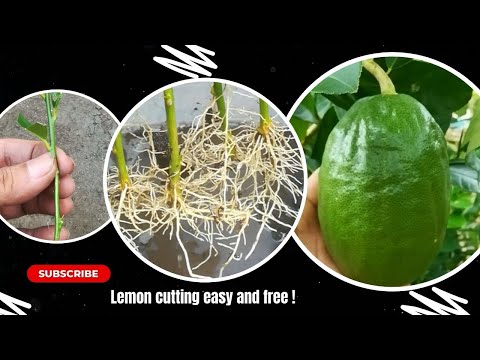 How to Grow a Lemon Tree From Cuttings at Home in the Simplest Way