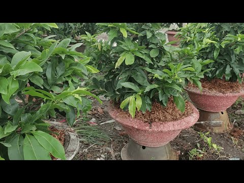 Tưới phân cho mai ghép trồng chậu tháng 9 âm lịch | Nét Việt #423