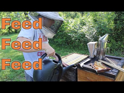 🔥How we manage bees in Summer!!