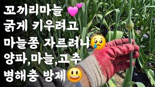 코끼리마늘