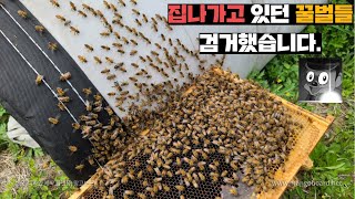 집나가고 있던 꿀벌들을 잡았습니다. 그런데 여왕벌을..