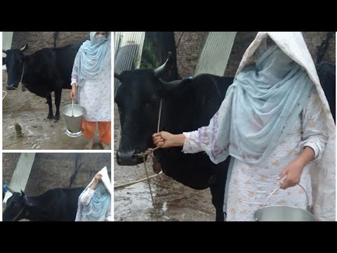 Rainy day work/ Rainy day milking/Rainy season in village