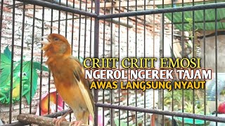 Download lagu kenari gacor panjang Cuit Cuit EMOSI, Pancingan Kenari Paud Belajar Bunyi, terapi AMPUH Kenari MACET mp3