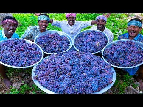 GRAPE JUICE | 100 KG Grapes | Natural Pure Healthy Fruit Juice Making In Village | Juice Recipe