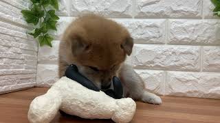 柴犬の動画01