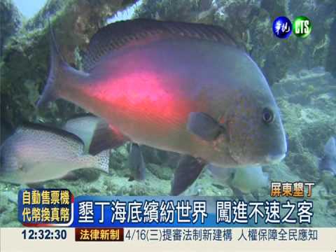 潛水客揪珊瑚盜 墾管處全力追緝