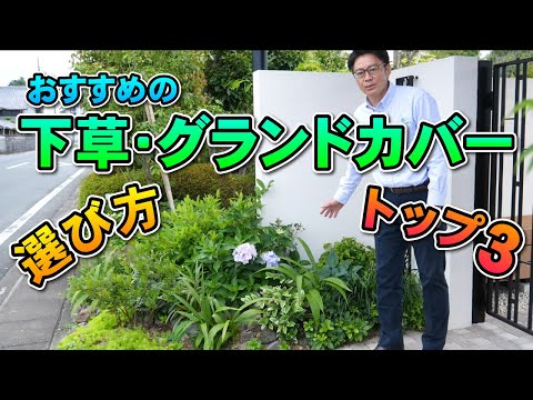 オーブリエット グランド カバー プラント 常緑 成長が早い 多年草 完全な太陽の庭 堤防のロッカリー