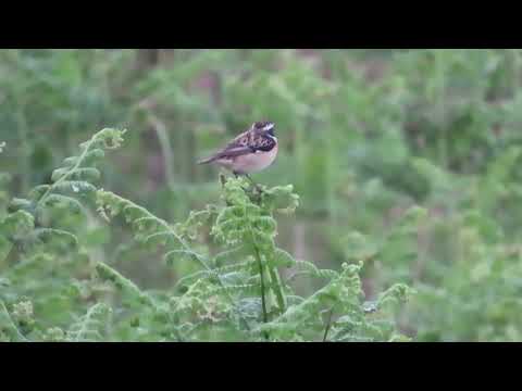 pŕhľaviar červenkastý (Saxicola rubetra) — biotop a pohyb