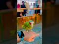 Bird with music #flute #music #cover